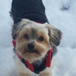 Pup Clothing & Accessories